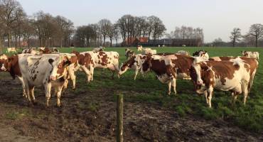 LTO over Prinsjesdag: investeer in verduurzaming in plaats van opkopen boeren